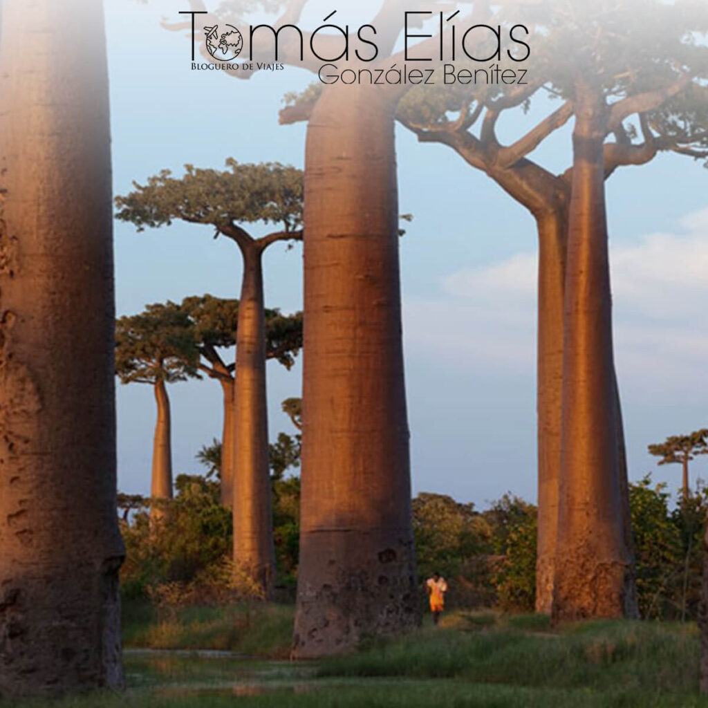 Tomás Elías González Benítez - Arboles de Madagascar