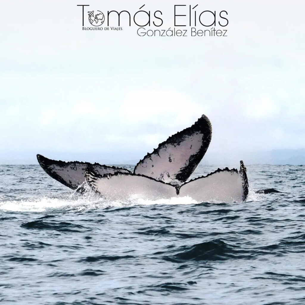 Tomás Elías González Benítez - Ballenas en Madagascar